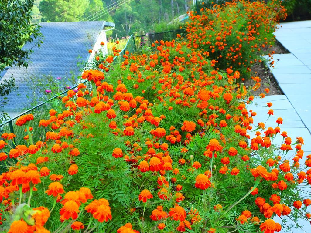 Hostie Sharanam - 2Bhk Pvt Mountain Villa, Majkhali Ranikhet Exterior photo